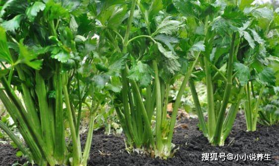 西安芹菜价格行情最新解析