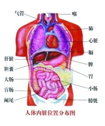 最新人体器官复制器的探索与面临的挑战