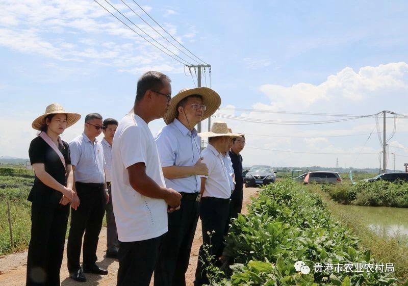 钦北区农业农村局领导团队引领农业新发展，乡村振兴再添新动力