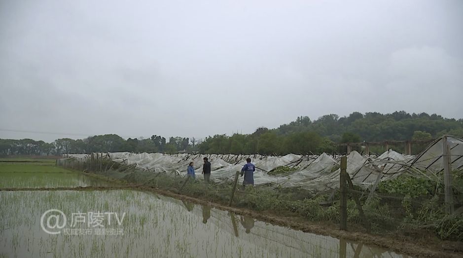 小安乡最新天气预报