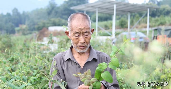 石柳乡未来乡村蓝图发展规划揭秘，塑造理想乡村新面貌