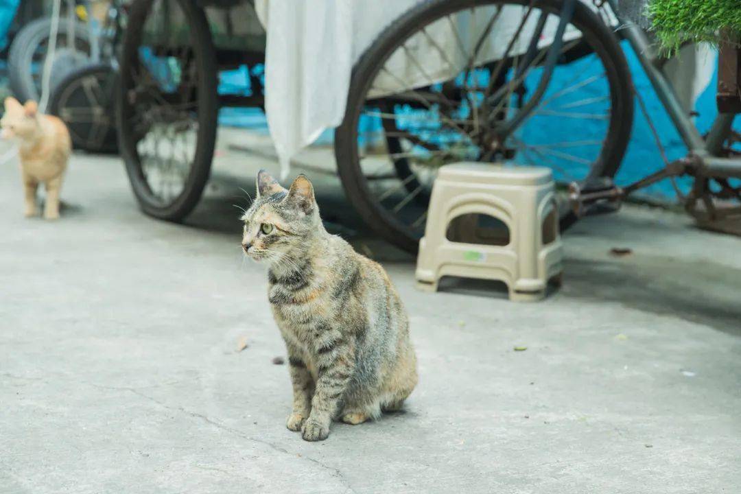 金仓街道最新天气预报