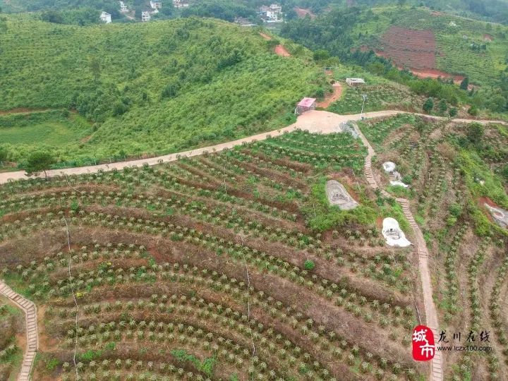 丰稔镇最新项目，地区发展的强大引擎引领力量